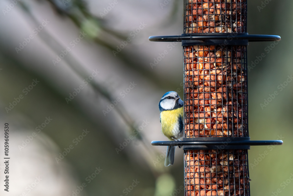 Naklejka premium A vibrant blue tit sits on a bird feeder, pecking at the nuts inside. The background features softly blurred branches, highlighting a serene garden atmosphere