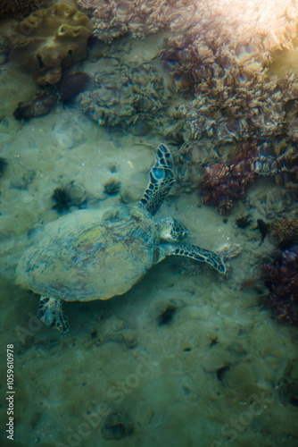 A sea turtle glides over a vibrant coral reef photo