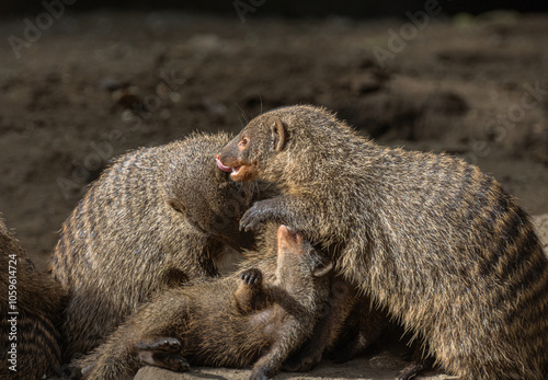 Banded Mongoose, group with baby, Mungos mungo photo