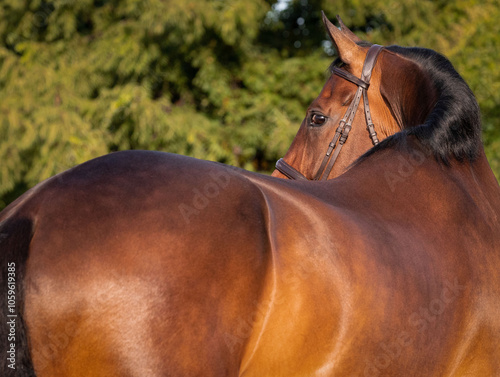 Принти на полотні This image shows a close-up of a brown horse with a glossy coat, wearing a bridle, looking over its shoulder