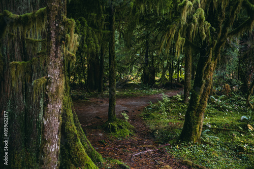 A rainforest hike along moody North Fork Skokomish River in Olympic National Park, Staircase Rapids Trail photo