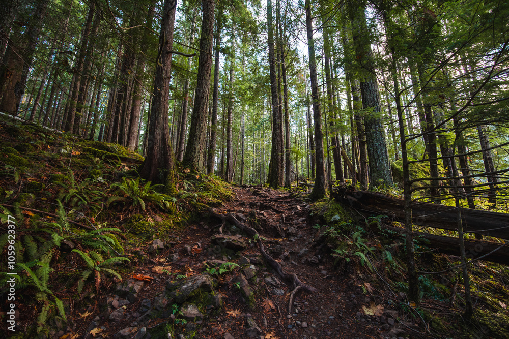 Fototapeta premium A rainforest hike along the North Fork Skokomish River in Olympic National Park, Staircase Rapids Trail