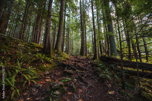 A rainforest hike along the North Fork Skokomish River in Olympic National Park, Staircase Rapids Trail photo