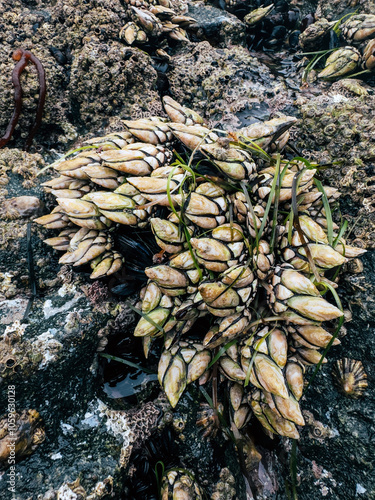 Cluster of barnacles on rocky shore highlighting marine life. photo