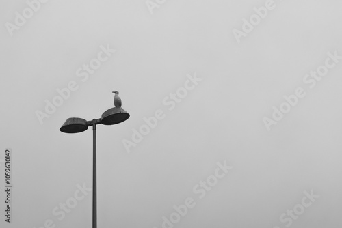 Seagull perched on street light against grey sky photo