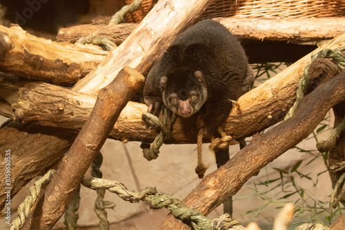 cute wild bear cuscus aulirops ursinus arboreal against blure background. photo