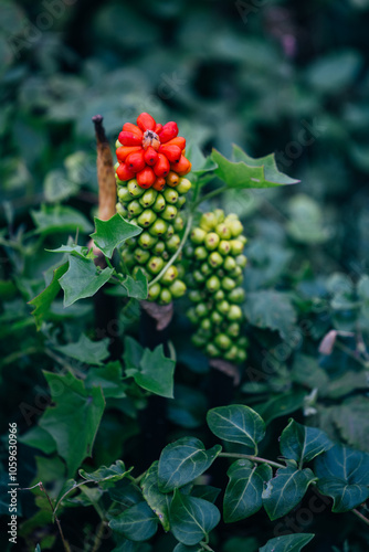 Arum italicum. Close-up of vibrant green and red berries photo