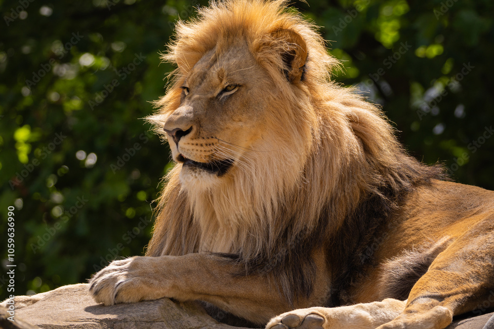 Obraz premium close-up image of a lion's head. expression is calm and majestic