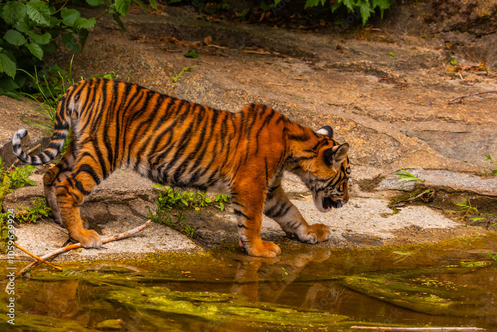 Obraz premium Sumatran tiger family with two little cubs