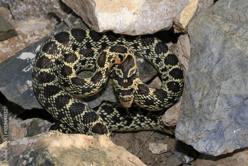 Canvastavla serpent couleuvre fer à cheval