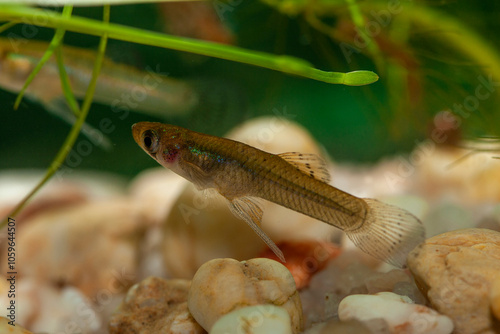 poisson, gambusia invasif