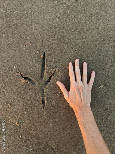 Hand Next to Large Bird Footprint on Beach photo