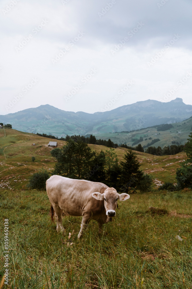Naklejka premium Swiss Cow