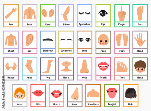 Human body flashcards for kids