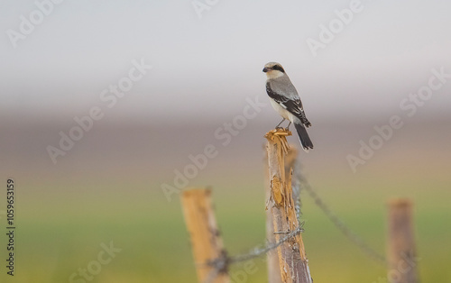 Lesser Gray Shrike (Lanius minor) inhabits agricultural land and low orchards. This bird feeds on insects. i took this photo in thd Diyarbakir of Turkey.