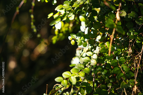 Flora of the native podocarp forest surrounding the lake Matheson photo