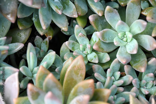 Small Green And Purple Succulent Plants photo