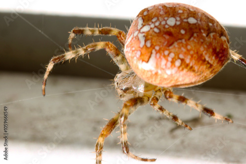 Fat Orbweaver Spider 01