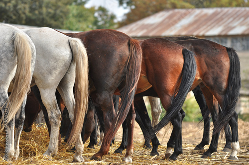 Groats of horses with long tails are standing on the ground while feeding. Horses croups of different colors. Horses' legs and tails