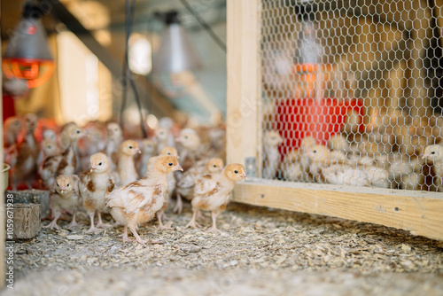 Group of brown chicks in coop with heat lamps on. photo