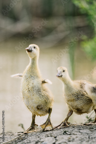 Two baby geese standing and stretching wings photo