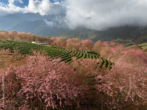 Peach blossoming garden photo