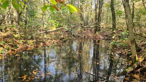 Paysage de molières inondées dans les forêts de la vallée de Chevreuse à l'automne photo