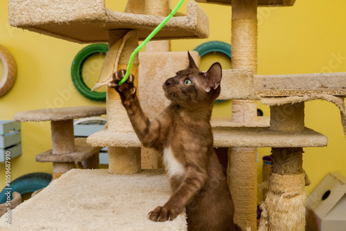 Brown cat on a cat tower