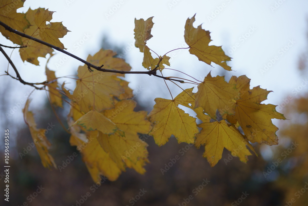 Obraz premium maple leaves