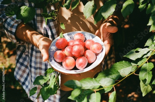 Senior man hands holding plate with fresh ripe plums. photo