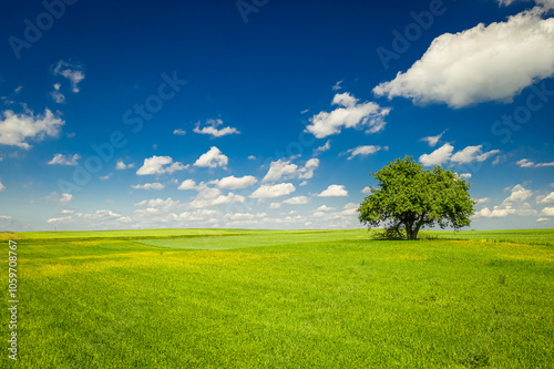 Spring landscape with one t...
