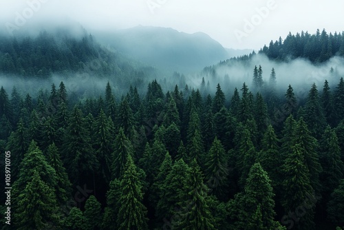 An expansive view of a lush forest as morning fog settles between the trees making the landscape appear mystical, inviting tranquility and contemplation in nature. photo