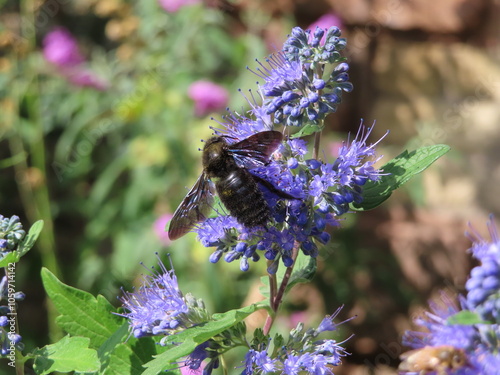 beautiful blue bee on levander photo