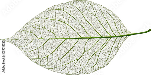 Transparent leaf with intricate vein pattern against transparent background. Nature and botanical detail concept photo