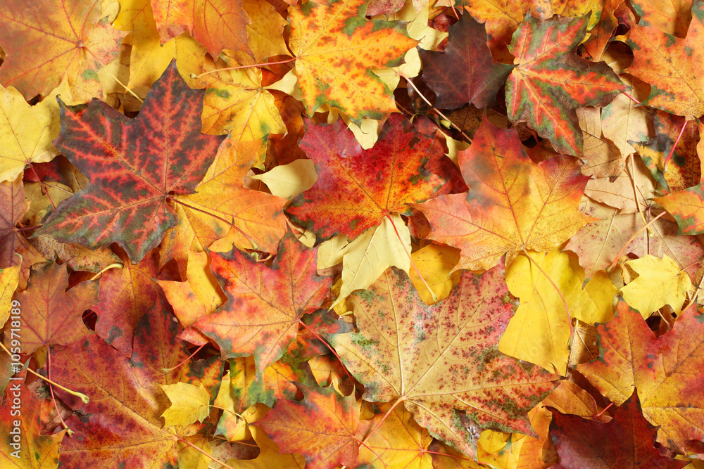 Fototapeta premium Autumn background - top down view of a heap of dried yellow, green, orange and red maple leaves. Closeup