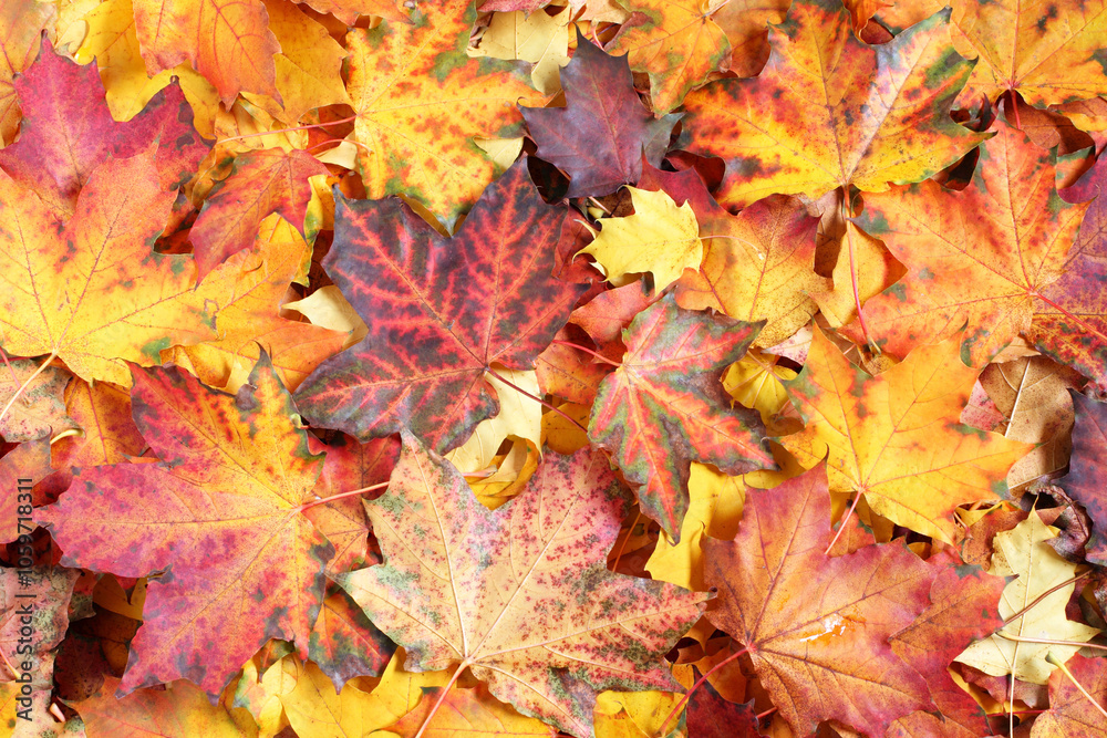 Fototapeta premium Autumn background - top down view of a heap of dried yellow, green, orange and red maple leaves. Closeup