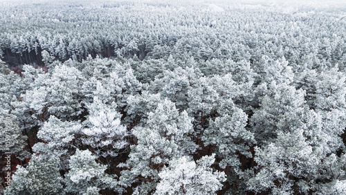 Frozen forest with rime in ...