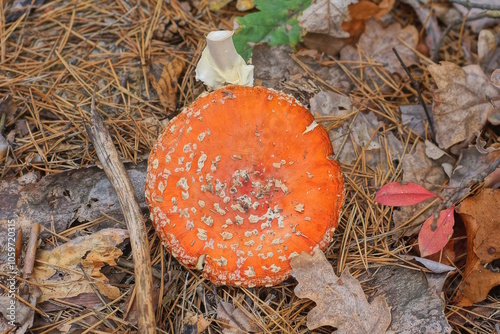 one red fly agaric in dry branches of grass and leaves in autumn forest