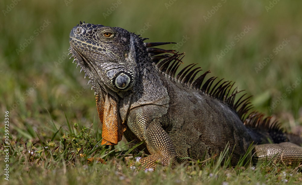 Fototapeta premium An iguana in south Florida 