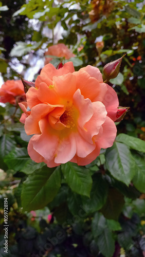 Vertical photo. Beautiful pink rose close-up. Exquisite flower.