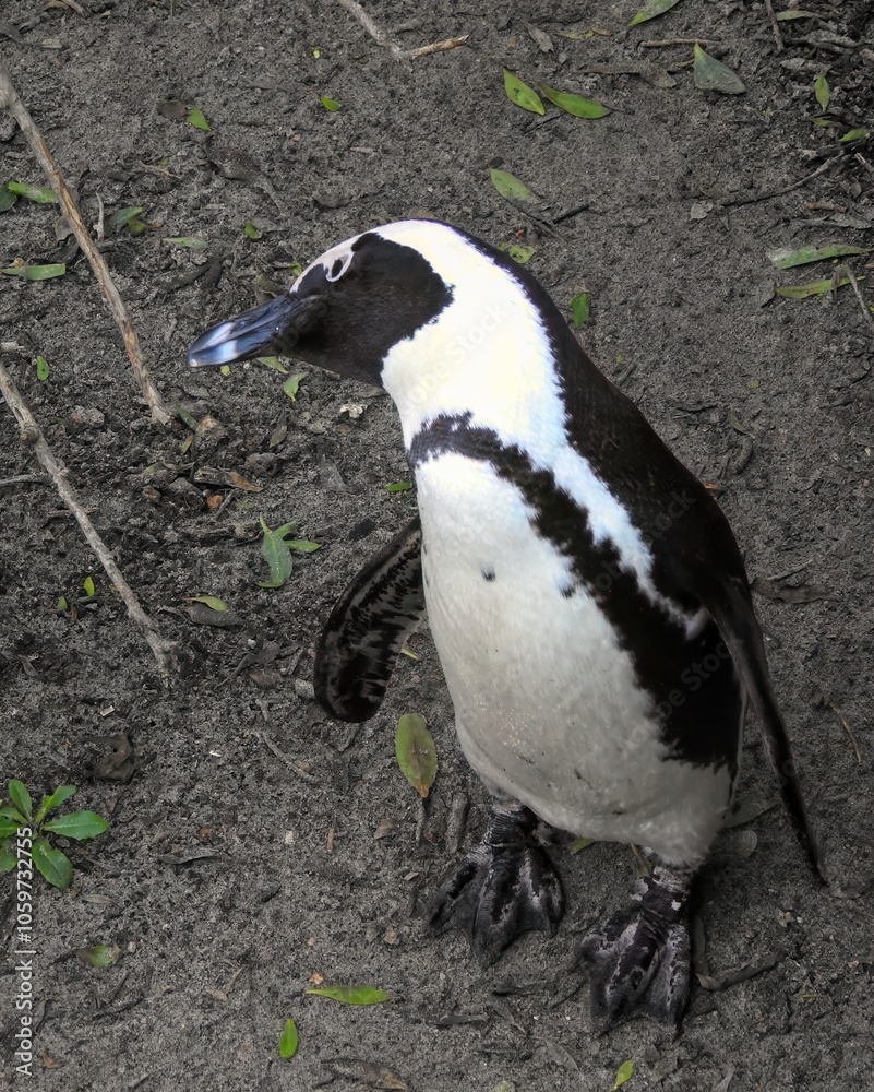 Obraz premium African Penguin (Spheniscus demersus) on Boulders Beach in Simons Town, South Africa