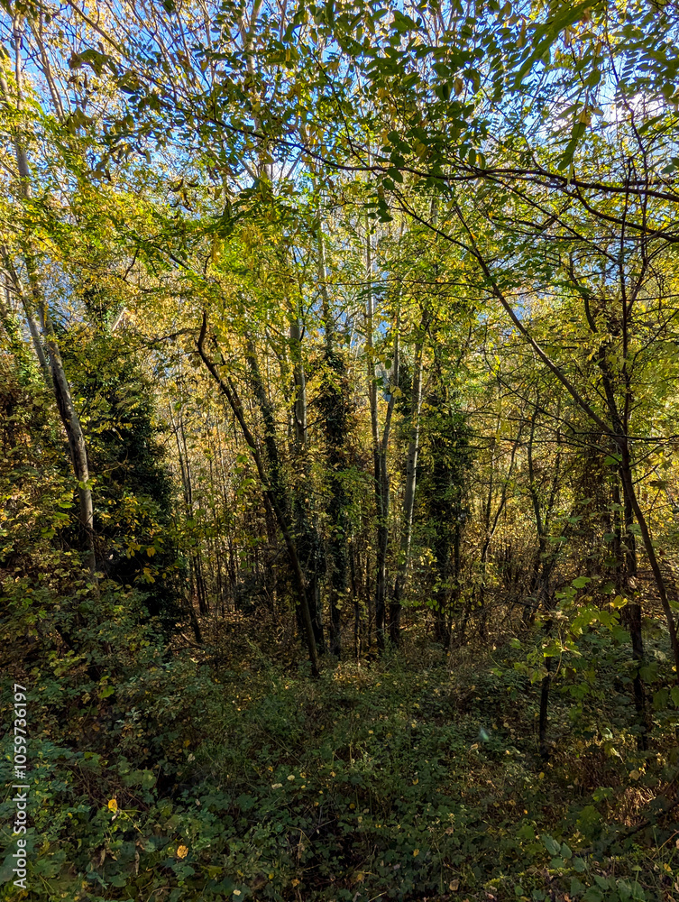 Fototapeta premium autumn forest in the morning