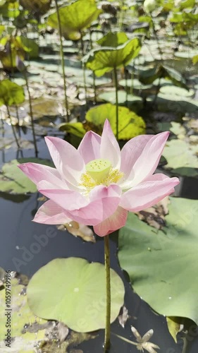 Close-up of a pink lotus flower blooming in a pond, illuminated by sunlight, showcasing vibrant petals and seed pod.