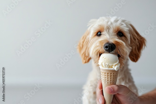 Charming fluffy dog savors an ice cream cone held by a hand, highlighting the playful extravagance and companionship shared between pet and owner in this cheerful scene.