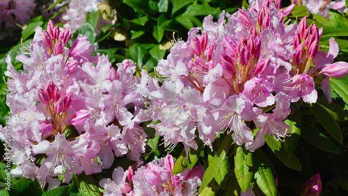 Beautiful pink blossoms in the spring sunlight. photo