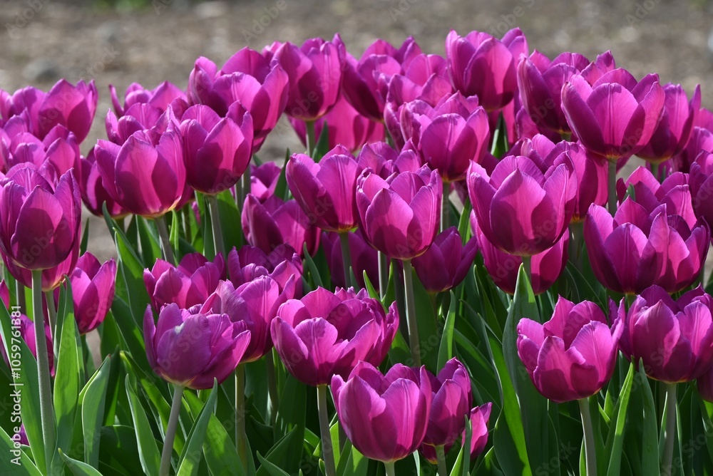 Obraz premium Tulips in full bloom from autumn to winter. These flowers are made by regulating the flowering of bulbs in a refrigerated facility.