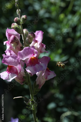 beautiful flowers astromelias growing in garden at summer sunny day photo