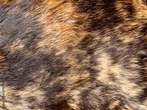 Canvas Print cat hairs skin brown and black color background