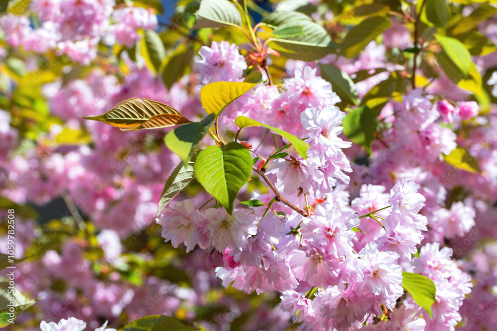 Blooming Cherry Blossoms in Sunlight, Pink Sakura Flowers on Tree Branches, Springtime Nature Beauty, Floral Abundance Concept
