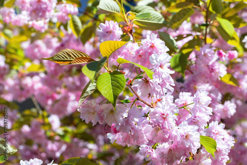 Obraz na płótnie Blooming Cherry Blossoms in Sunlight, Pink Sakura Flowers on Tree Branches, Springtime Nature Beauty, Floral Abundance Concept w salonie